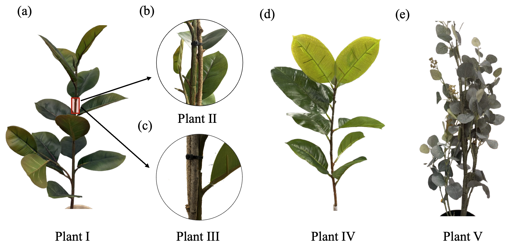 Robot exposing fruit in an occluded plant environment